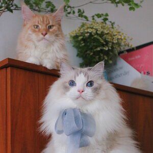 Meet your Posher, Giggle